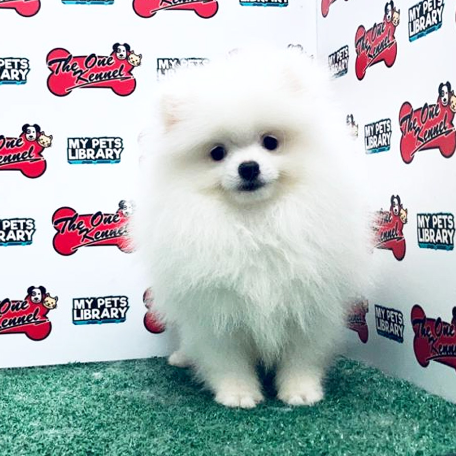 Pomeranian Puppy (Male) For Sale