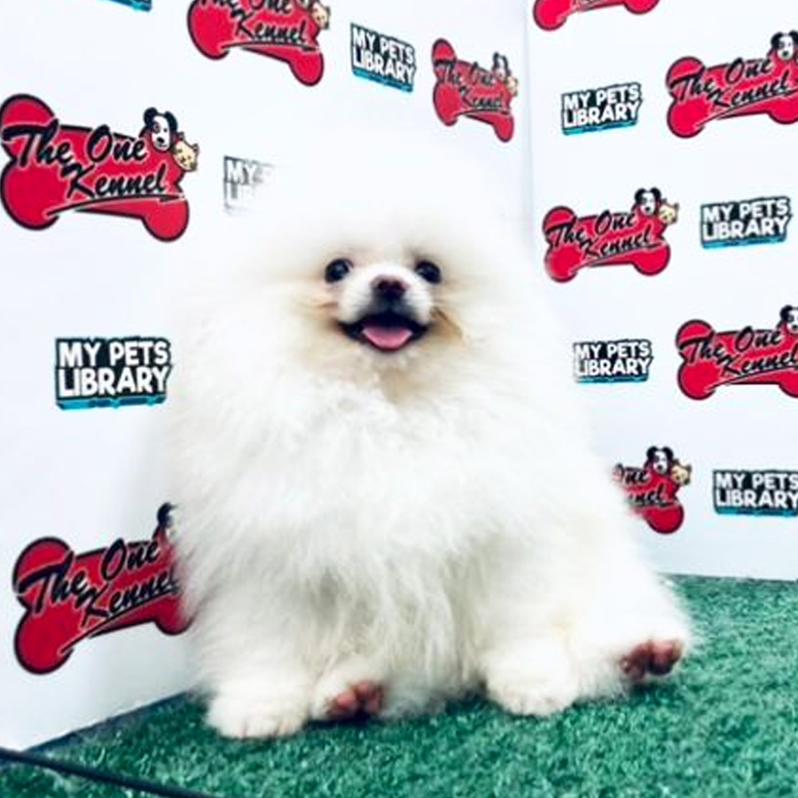 Pomeranian Puppy (Male) For Sale