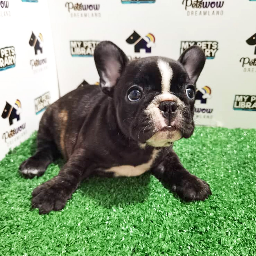 French Bulldog Puppy (Female) For Sale