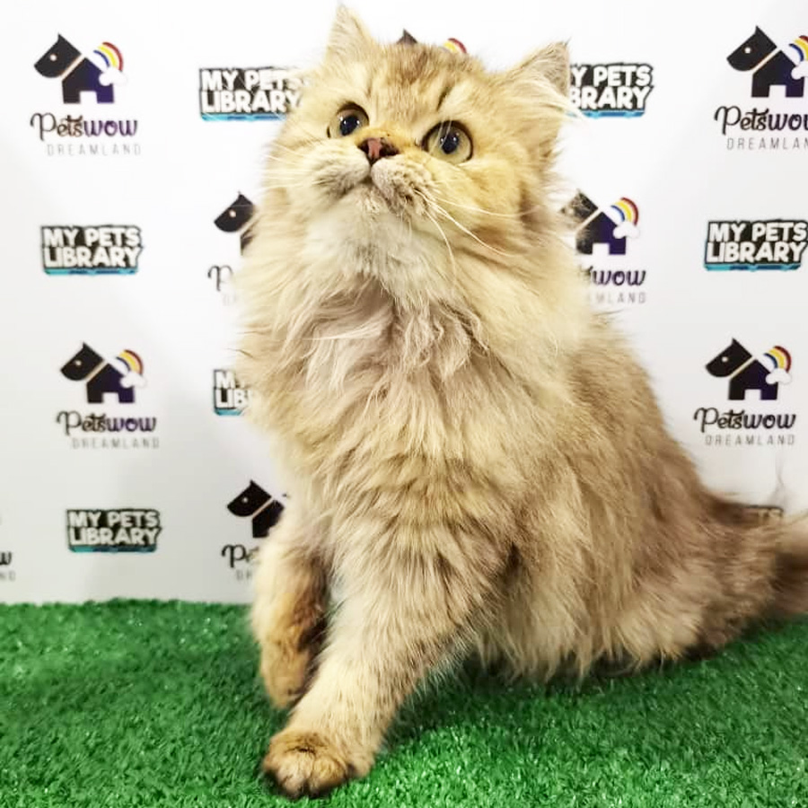 Golden Shaded British Long  Hair Kitten (Female) For Sale