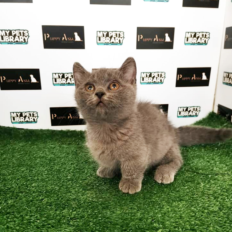 Munchkin Kitten For Sale