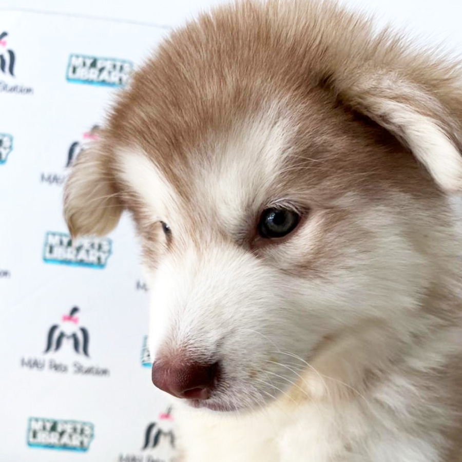 Alaskan Husky Puppy (Male) For Sale
