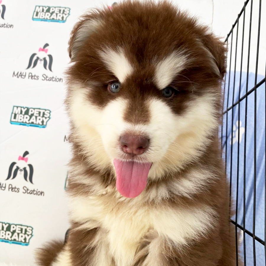 Alaskan Husky Puppy (Male) For Sale