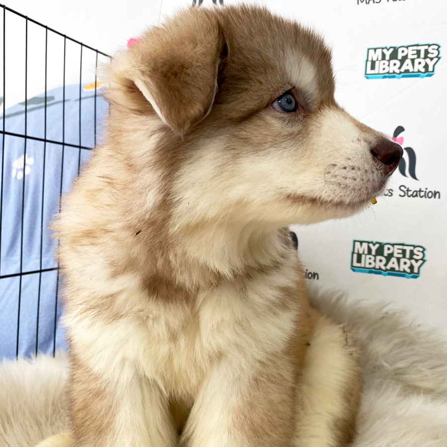 Alaskan Husky Puppy (Male) For Sale