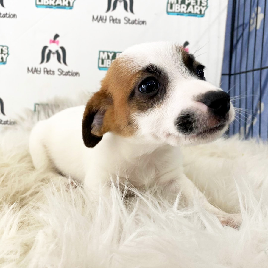 Jack Russell Puppy For Sale
