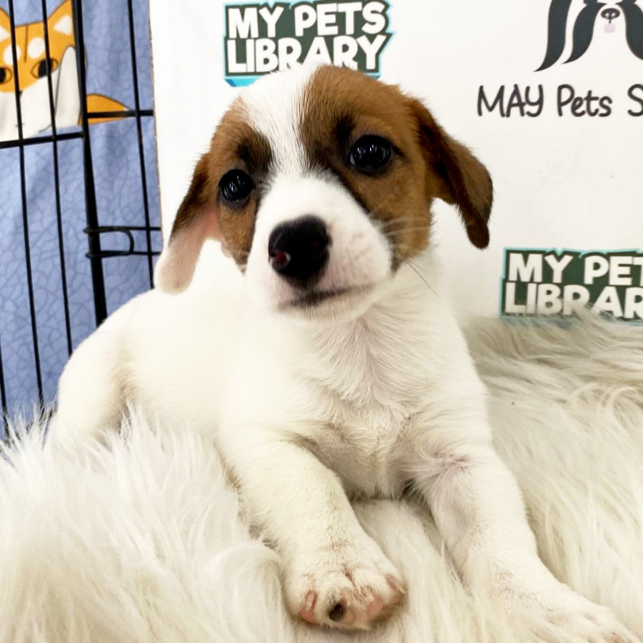 Jack Russell Puppy For Sale
