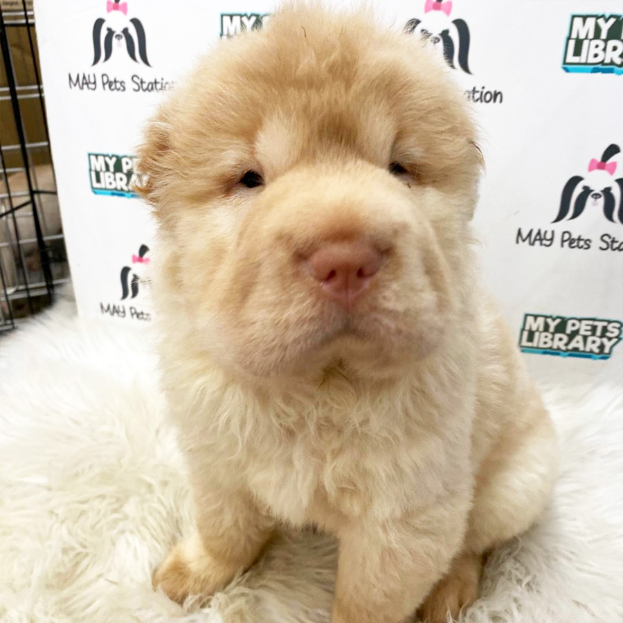 Long Coat Shar Pei Puppy For Sale