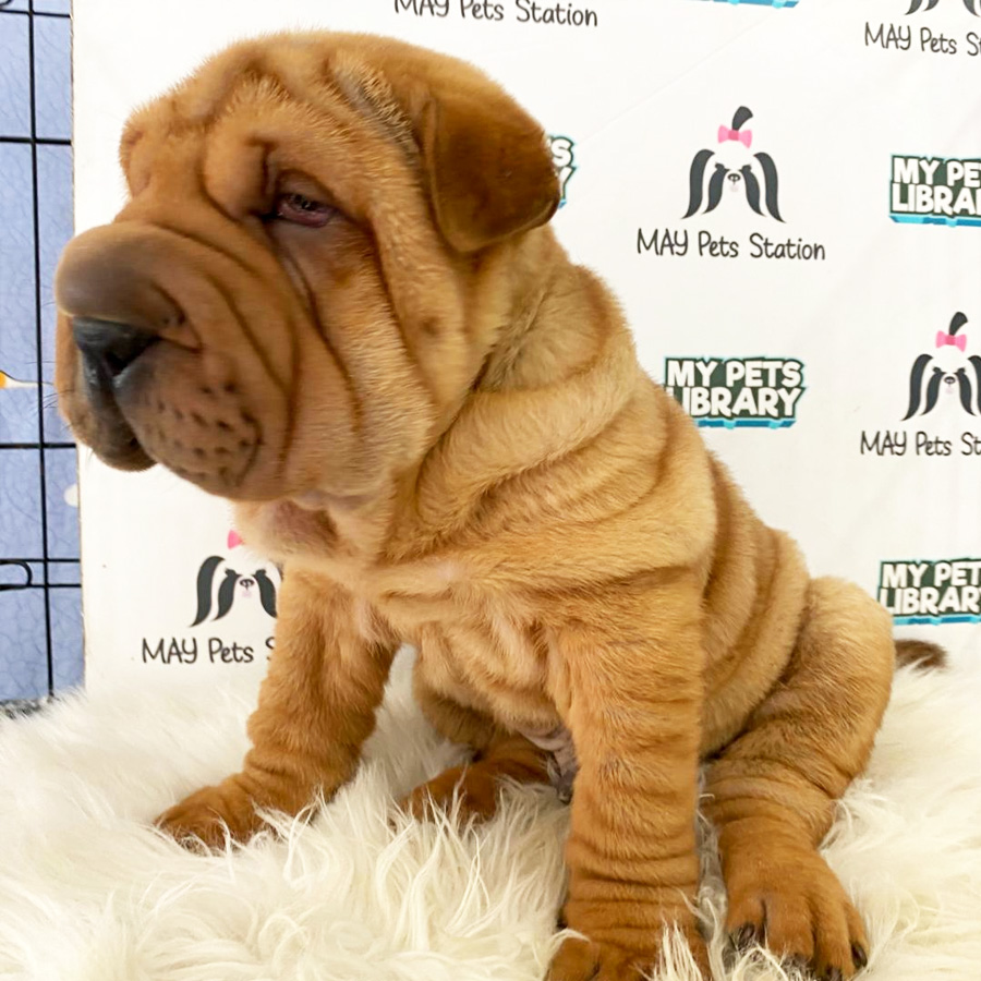 Shar Pei Puppy For Sale