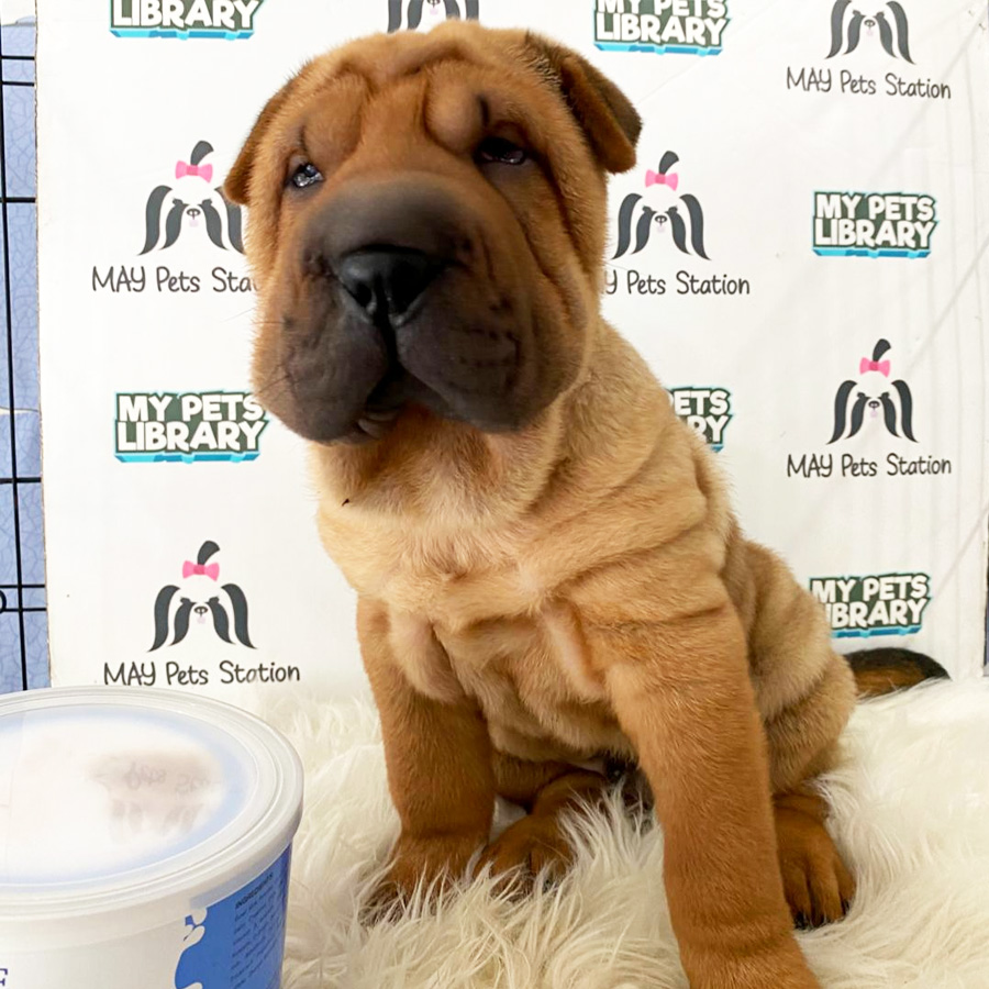 Shar Pei Puppy For Sale