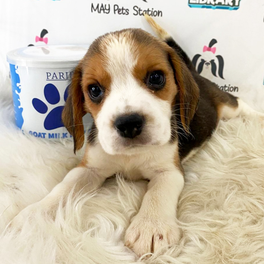 Beagle Puppy (Male) For Sale