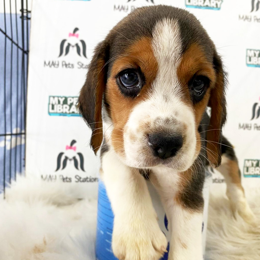 Beagle Puppy (Male) For Sale