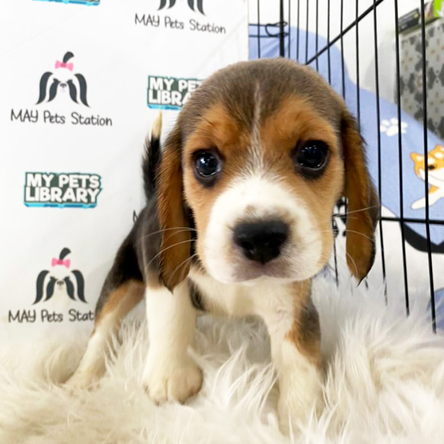 Beagle Puppy (Male) For Sale