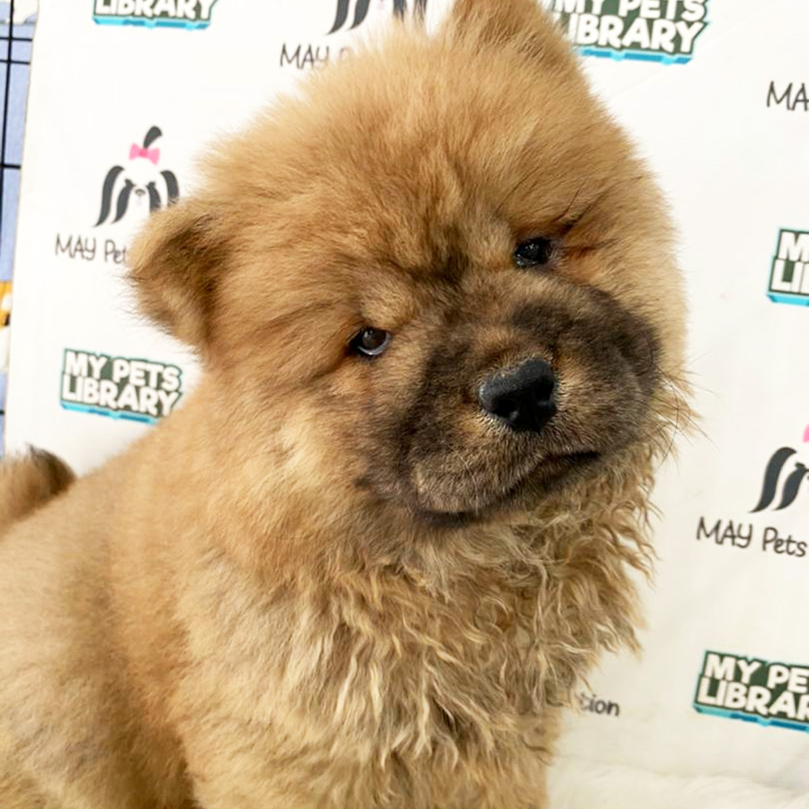 Chow Chow Puppy For Sale