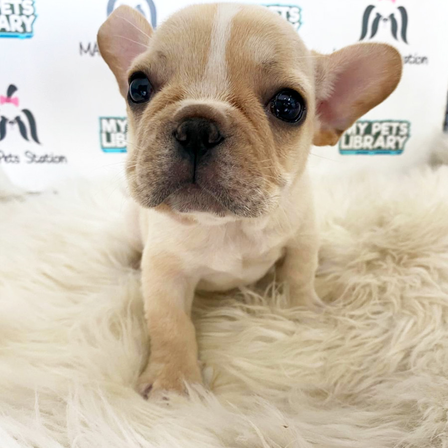 French Bulldog Puppy (Male) For Sale