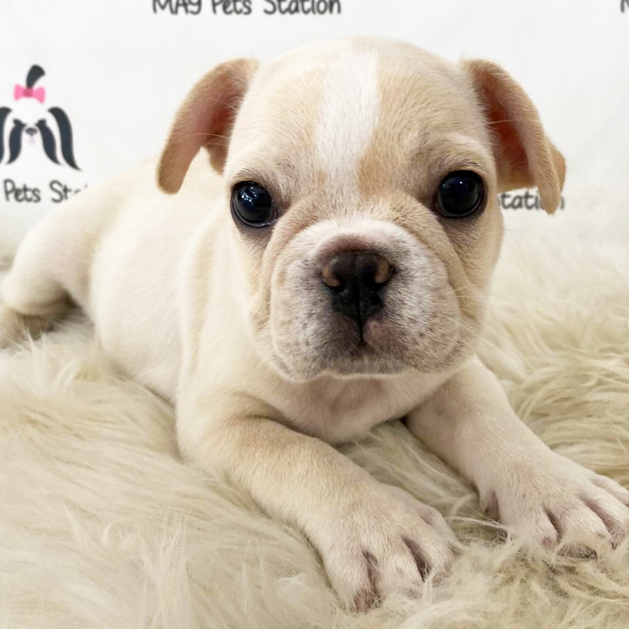 French Bulldog Puppy (Male) For Sale