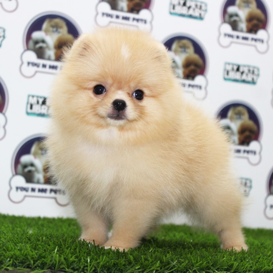 Pomeranian Puppy (Female) For Sale
