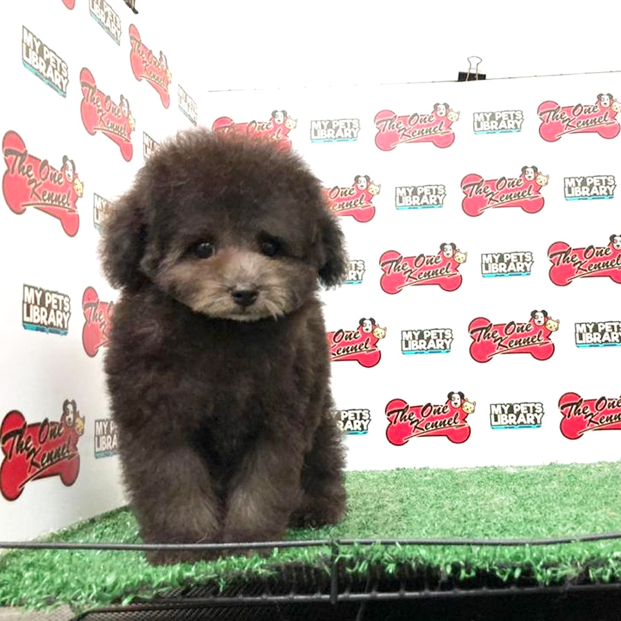 Tiny  Poodle Puppy (Male) For Sale