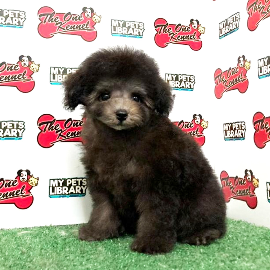 Tiny  Poodle Puppy (Female) For Sale