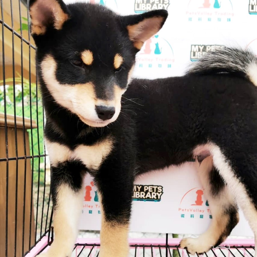 Shiba Inu Puppy For Sale