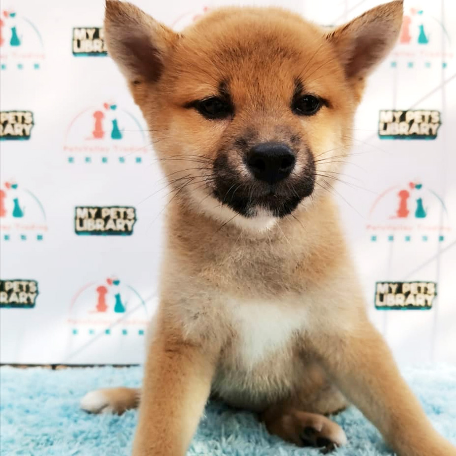 Shiba Inu Puppy For Sale