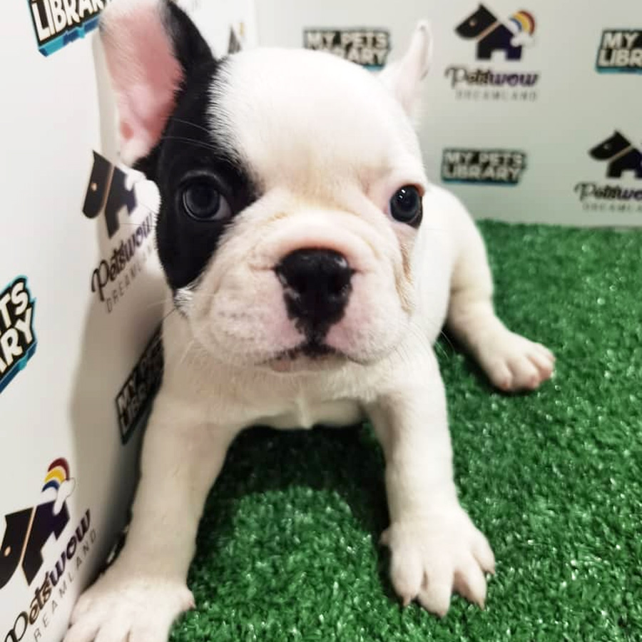 French Bulldog Puppy (Male) For Sale