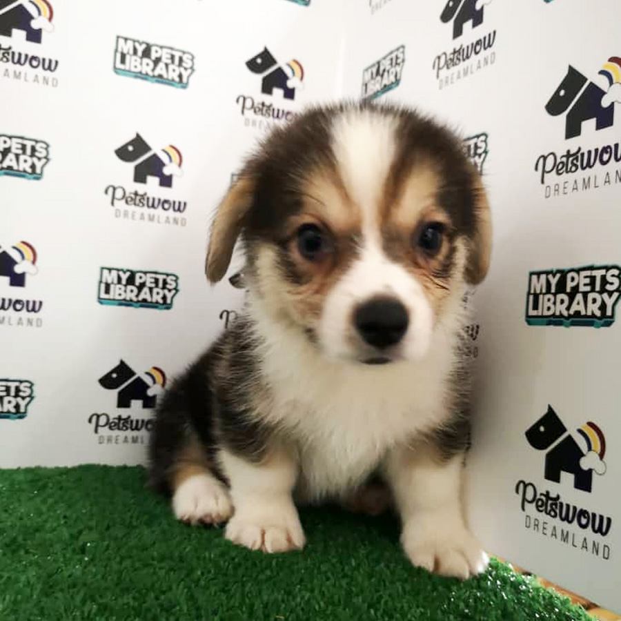 Pembroke Welsh Corgi Puppy (Male) For Sale