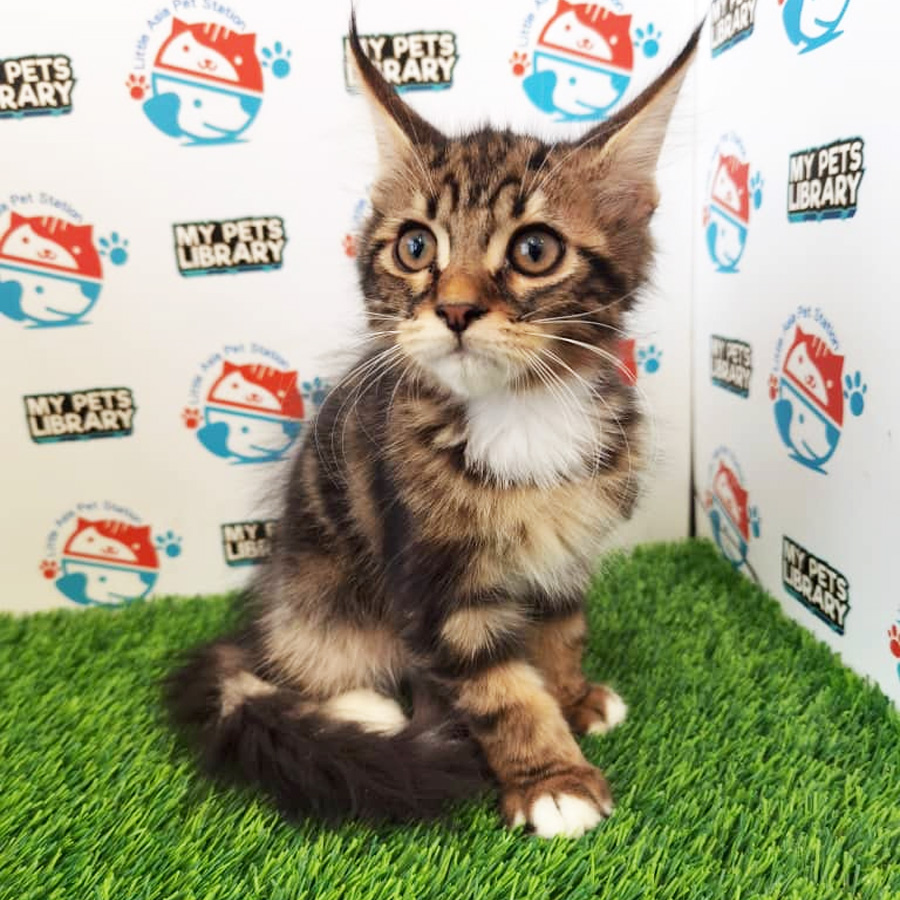 Mainecoon Kitten For Sale