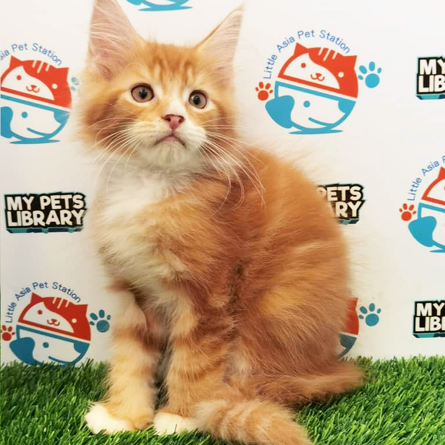 Mainecoon Kitten For Sale