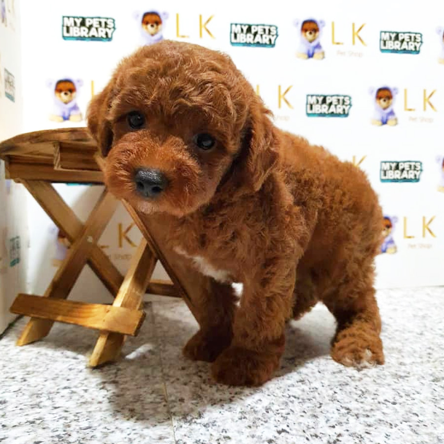 Toy Poodle Puppy For Sale (Male)