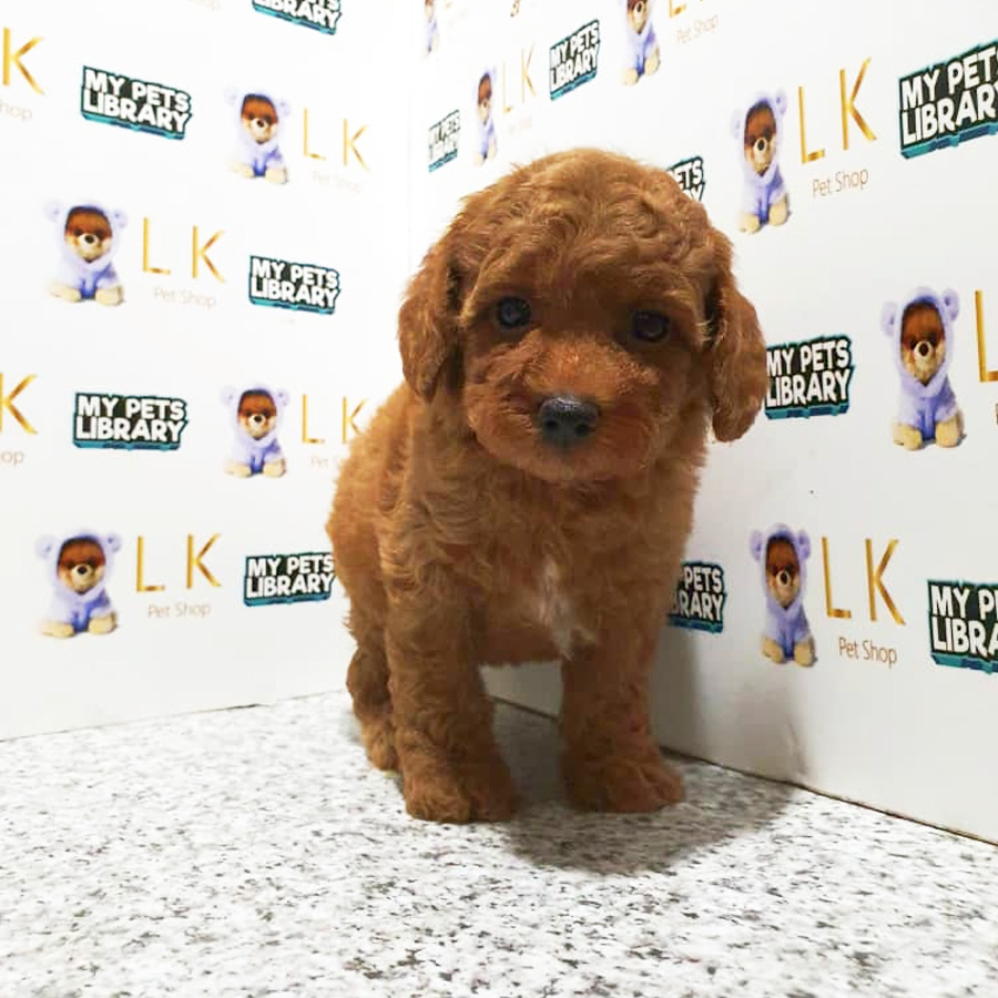 Toy Poodle Puppy For Sale (Male)