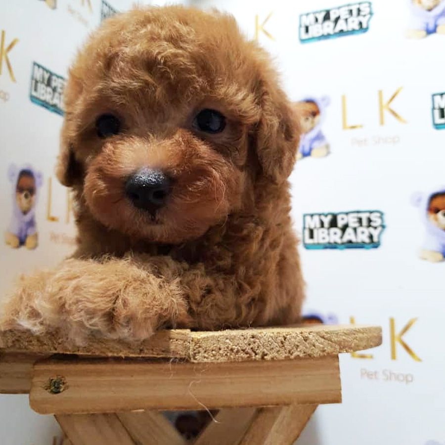 Toy Poodle Puppy For Sale (Male)