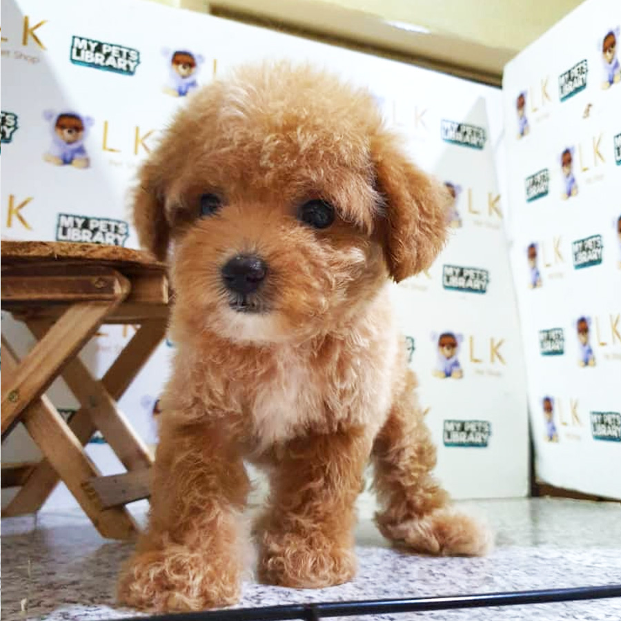 Toy Poodle Puppy For Sale (Male)
