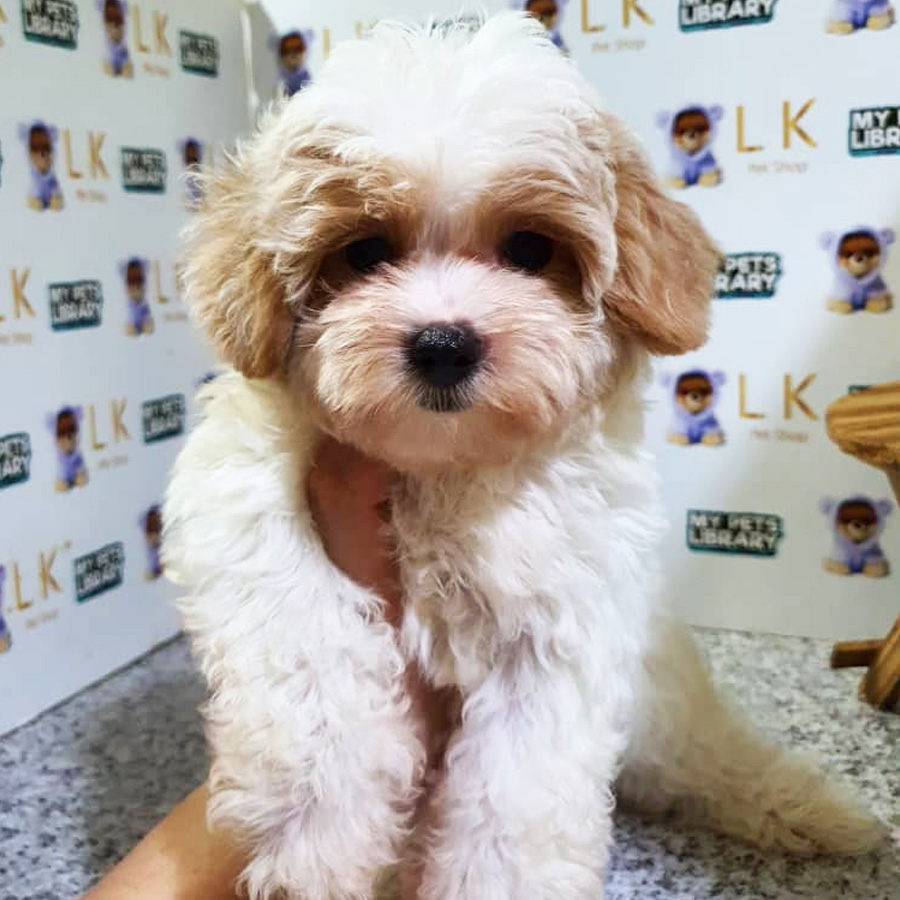 Toy Poodle Puppy For Sale (Male)