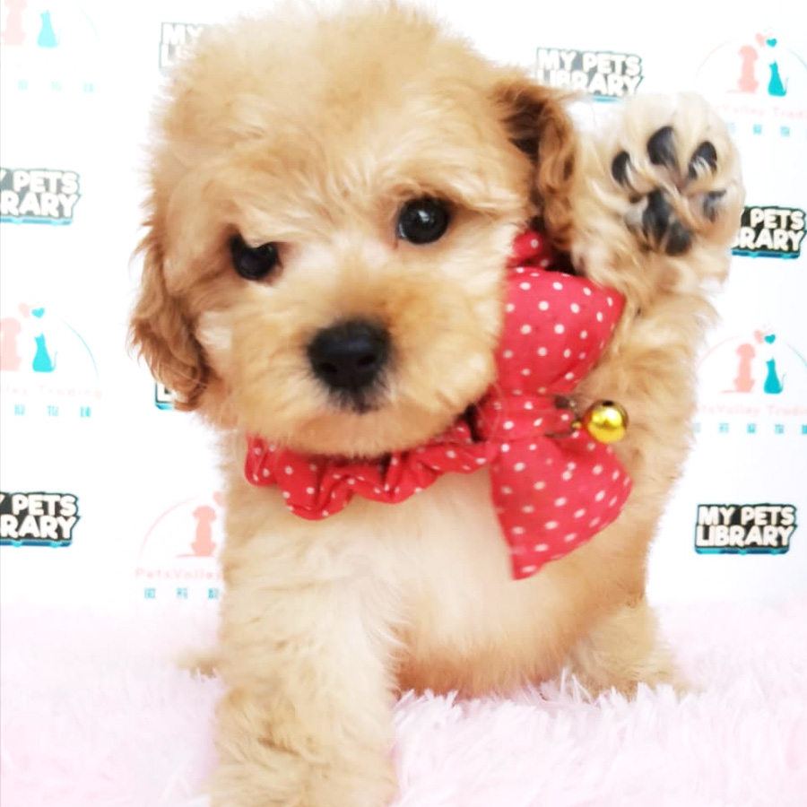 Toy Poodle Puppy For Sale (Female)