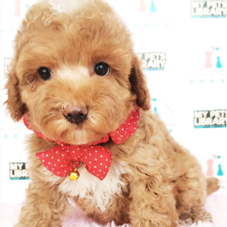 Toy Poodle Puppy For Sale (Female)