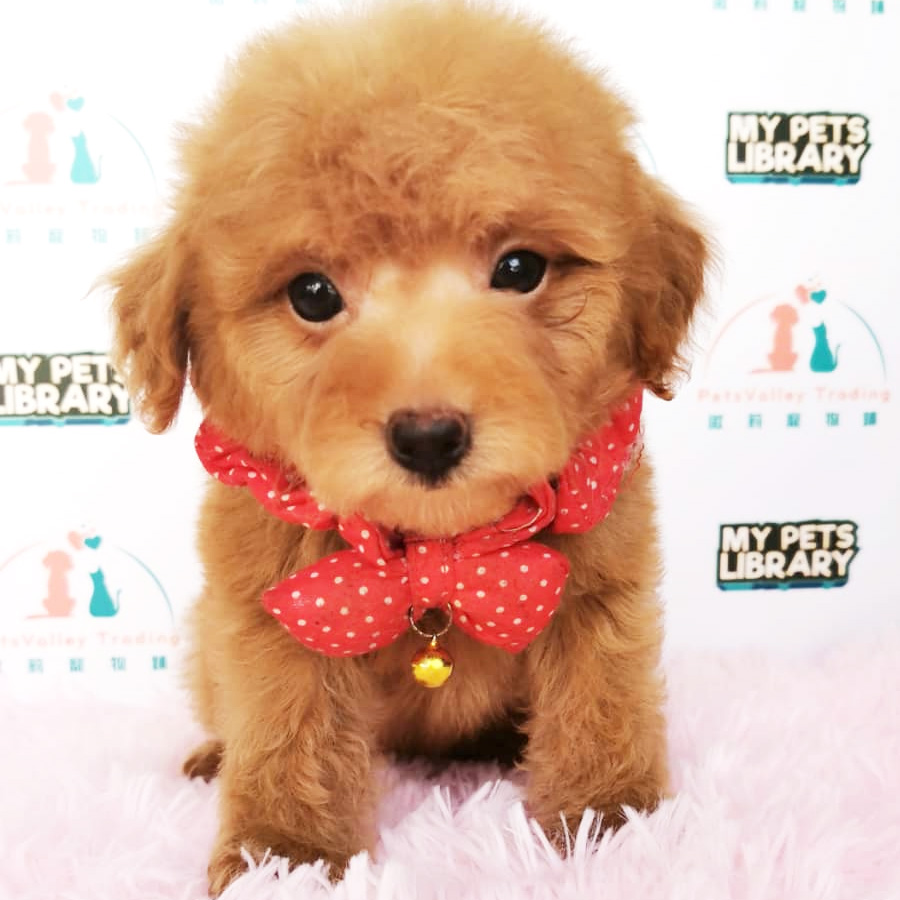 Toy Poodle Puppy For Sale (Female)
