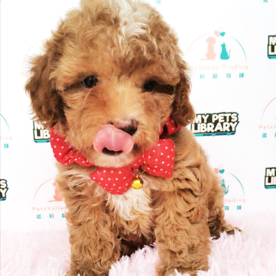 Toy Poodle Puppy For Sale (Female)