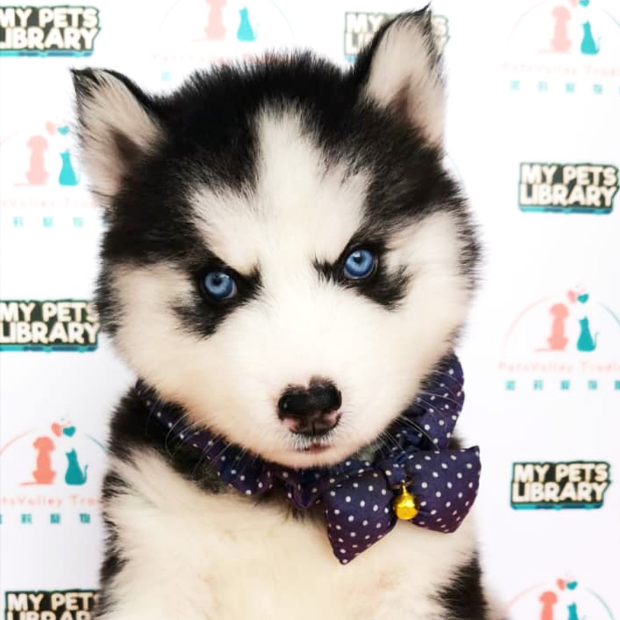 Wooly Husky Puppy For Sale