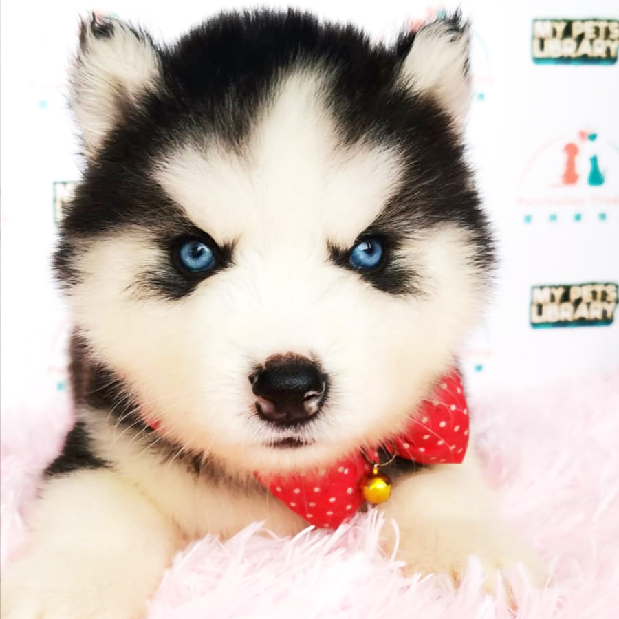 Wooly Husky Puppy For Sale