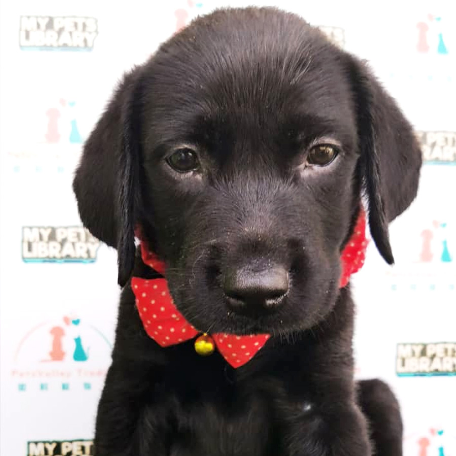 Labrador Puppy For Sale (Male)