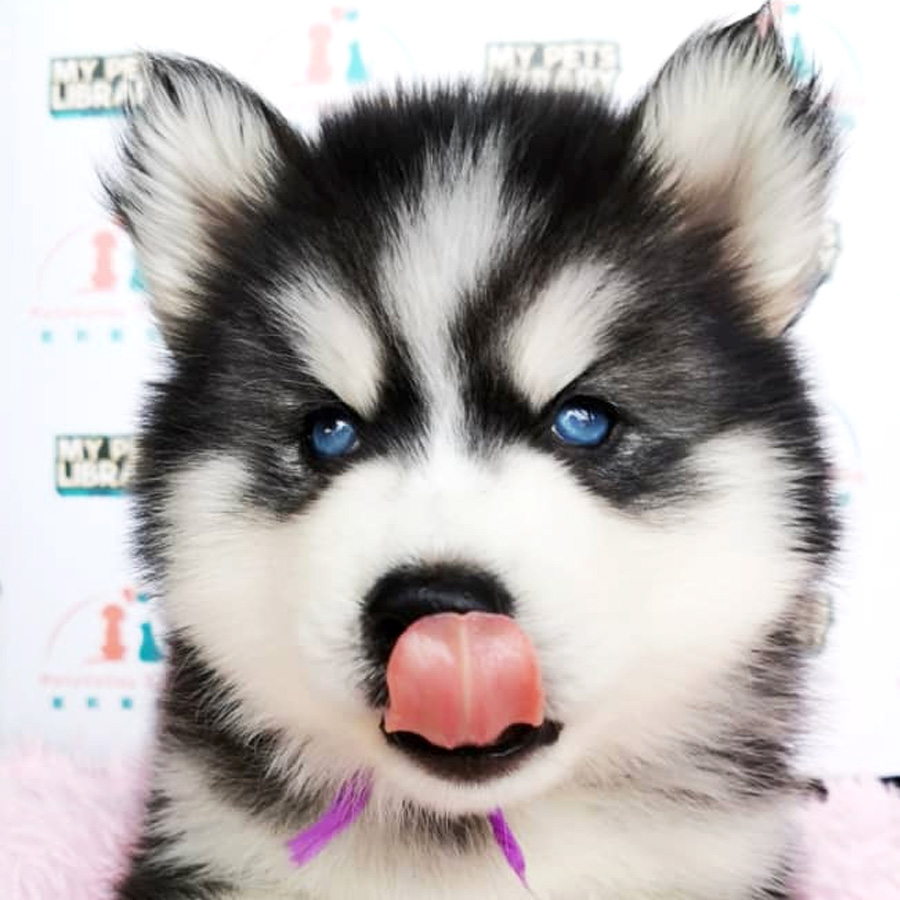 Wooly Husky Puppy For Sale