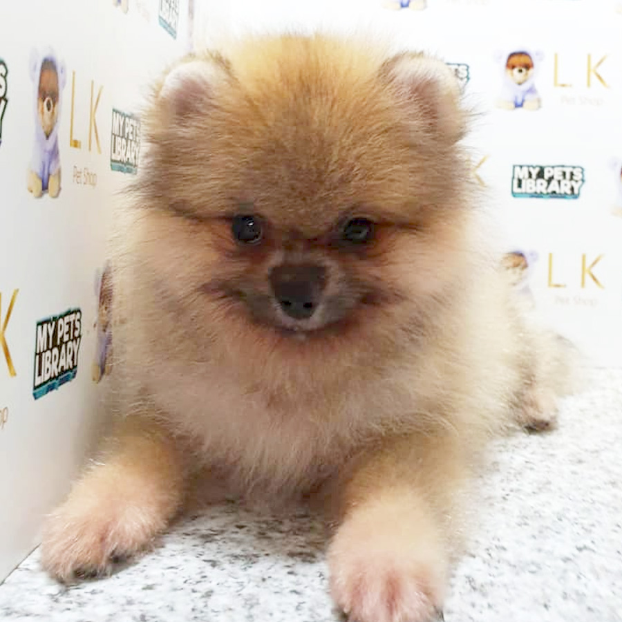 Pomeranian Puppy For Sale (Male)