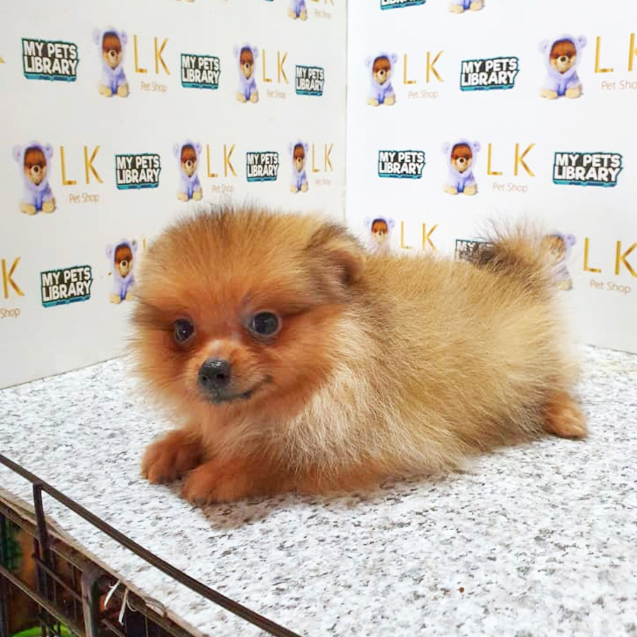 Pomeranian Puppy For Sale (Female)