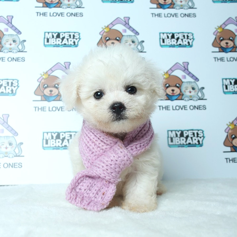 Bichon Frise Puppy For Sale (Female)