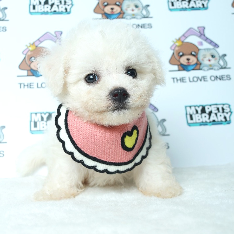 Bichon Frise Puppy For Sale (Female)