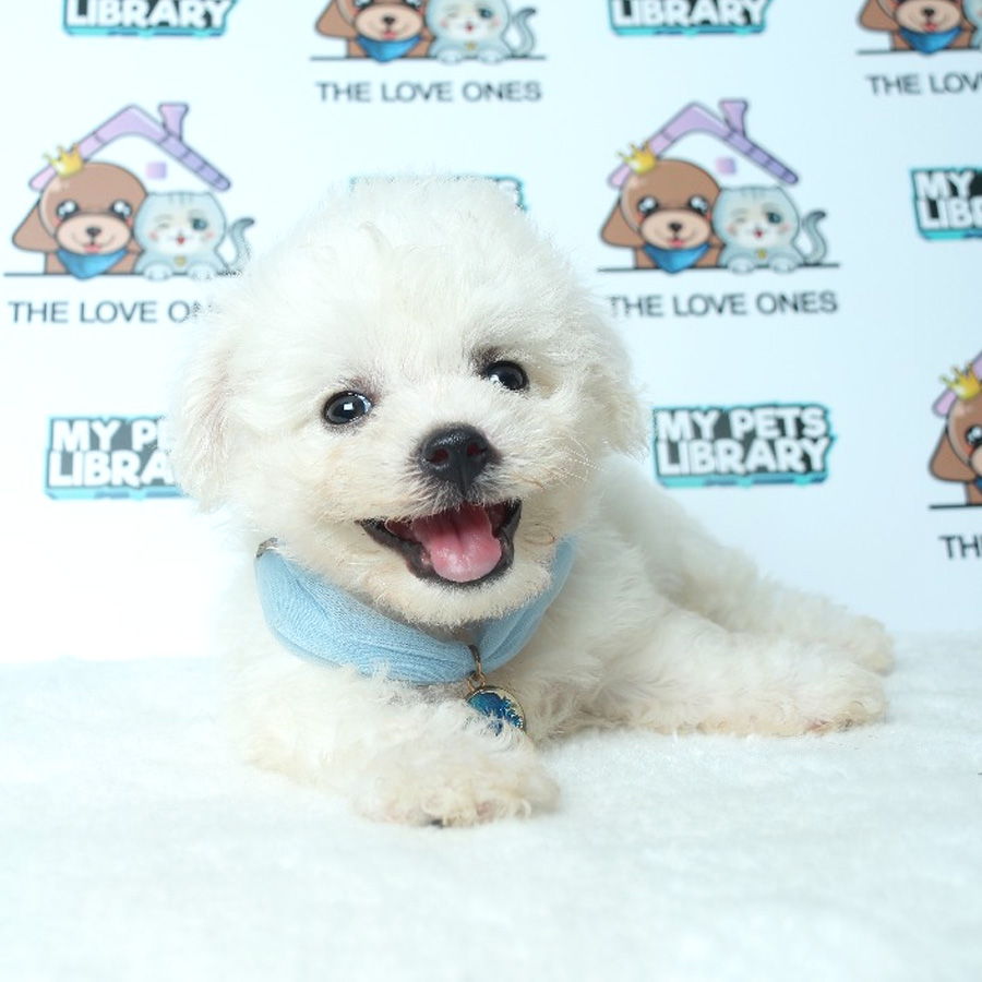 Bichon Frise Puppy For Sale (Male)