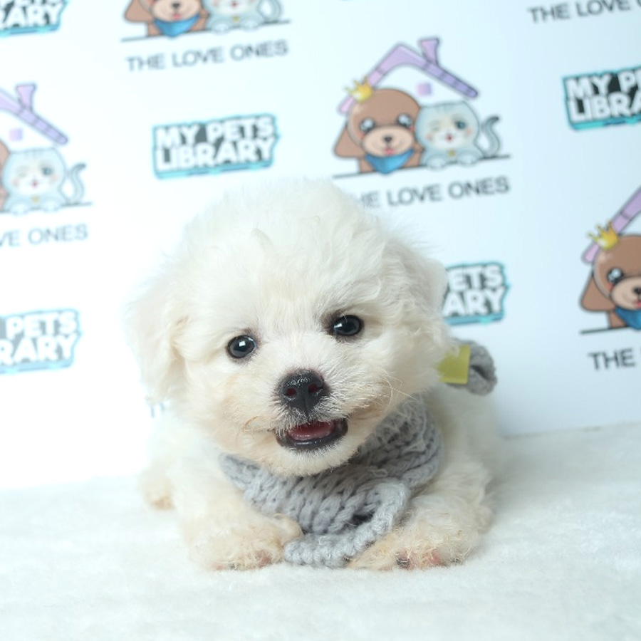 Bichon Frise Puppy For Sale (Male)