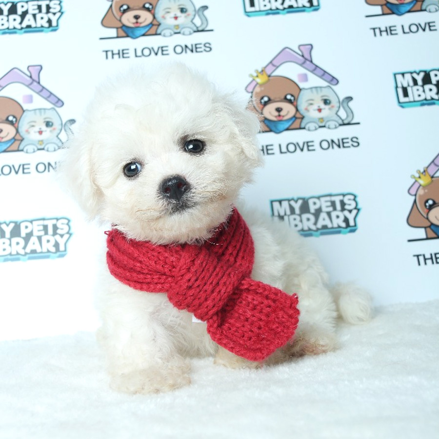 Bichon Frise Puppy For Sale (Female)