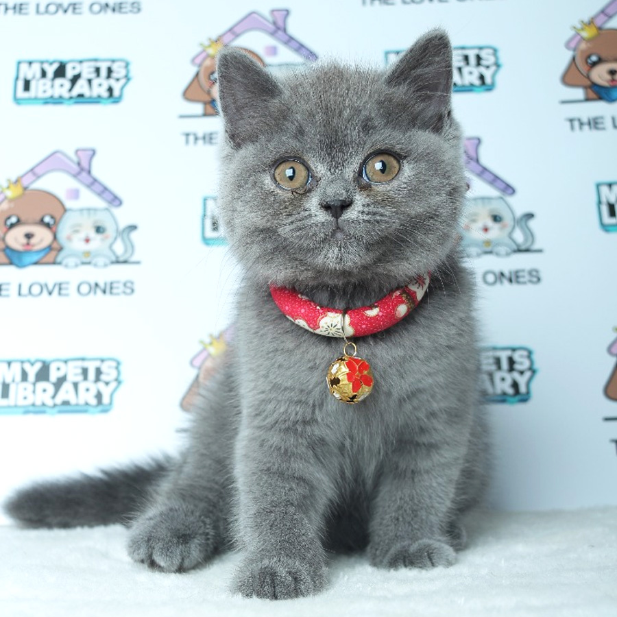 British Shorthair Kitten For Sale