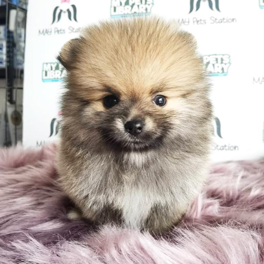 Tiny Pomeranian Puppy For Sale (Male)